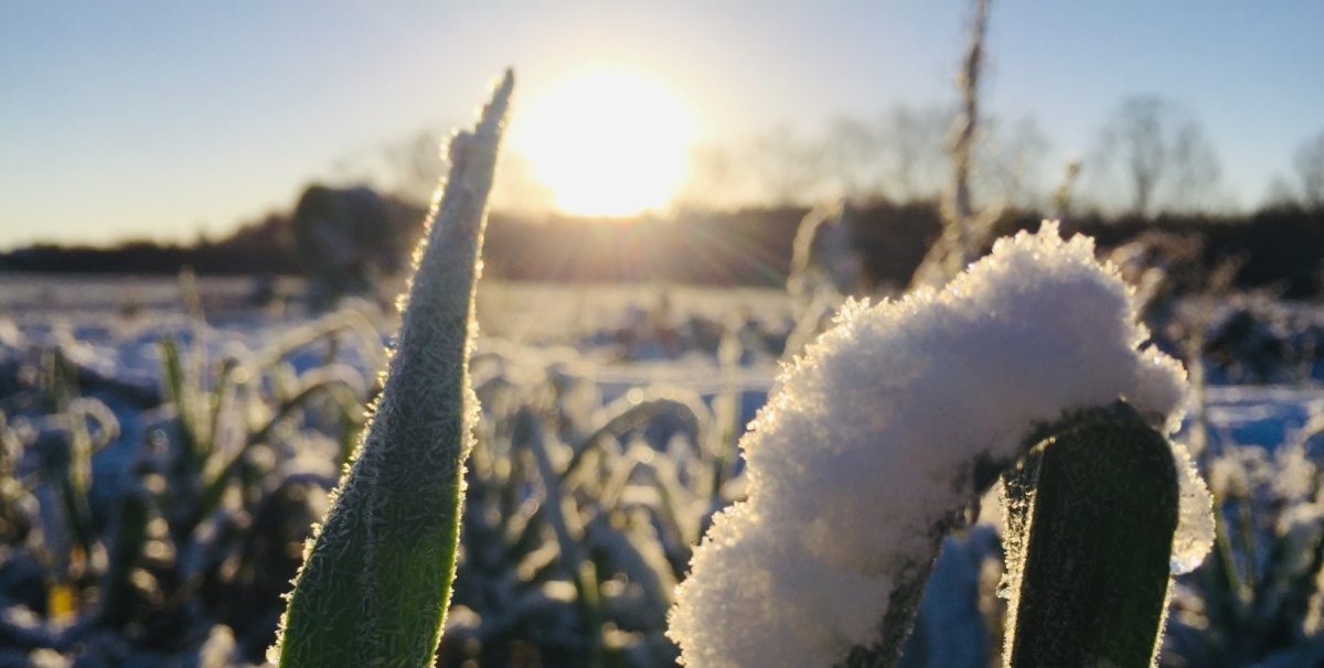 Der WirGarten im Winterschlaf