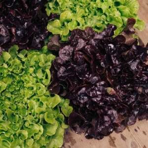 Salat WirGarten Lüneburg eG