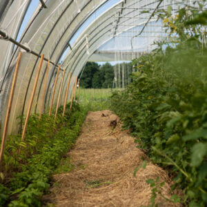 Gewächshaus mit Tomaten im WirGarten Lüneburg