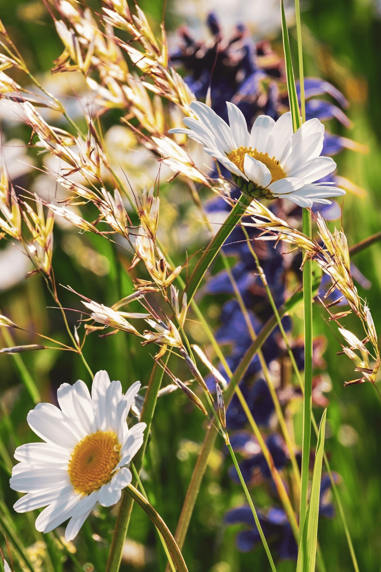 Wildblumen